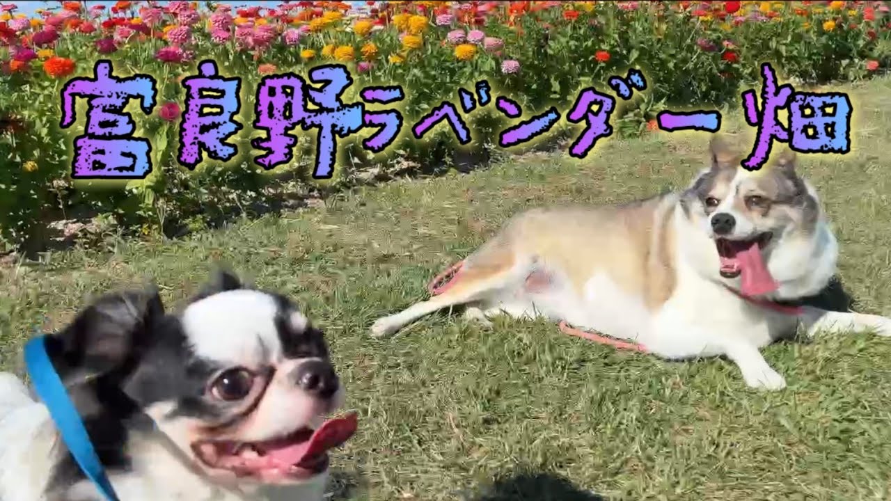 誕生日がきたよ！7歳なったもみちゃん【動画再開】#shorts - YouTube