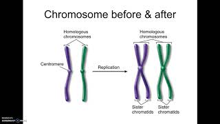 1-20 AP17 Chromosome Arrangement