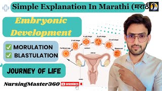 Embryonic Development In Marathi Morulation Blastulation