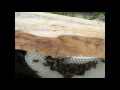 Пересадка пчелиного роя из ловушки в улей лежак