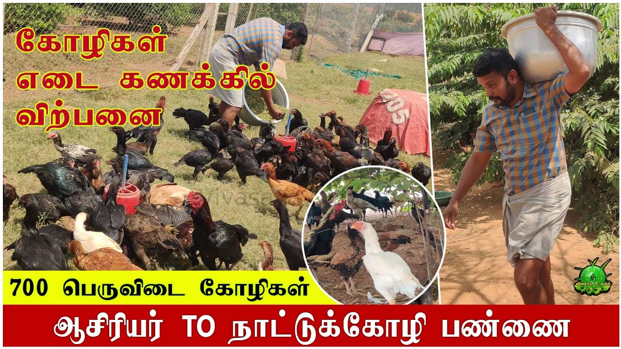 அசோலாவும் மக்காணியும் தான் தீவனம் / ஆசிரியர் to நாட்டுக்கோழி பண்ணை ?? FARM TEMPORVARY CLOSED