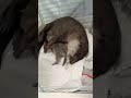 Baby Otter, Milk Time is Over? ! #shorts