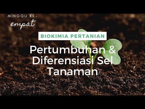 Video: Memodulasi Lingkungan Biokimia Dan Biofisik Untuk Meningkatkan Diferensiasi Osteogenik Dan Pematangan Nenek Moyang Mesenkimal Turunan Sel Induk Berpotensi Majemuk Sel Induk