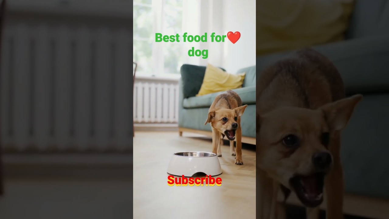 best food🍴🍕🍔 for dog #cute #dog #youtubeshorts  #food