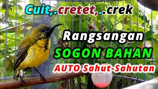 CRECET, CRET, CEeT SOGON IJOAN UNTUK MERANGSANG SOGON BAHAN BUNYI #pancingansogonbunyi #sogonijoan