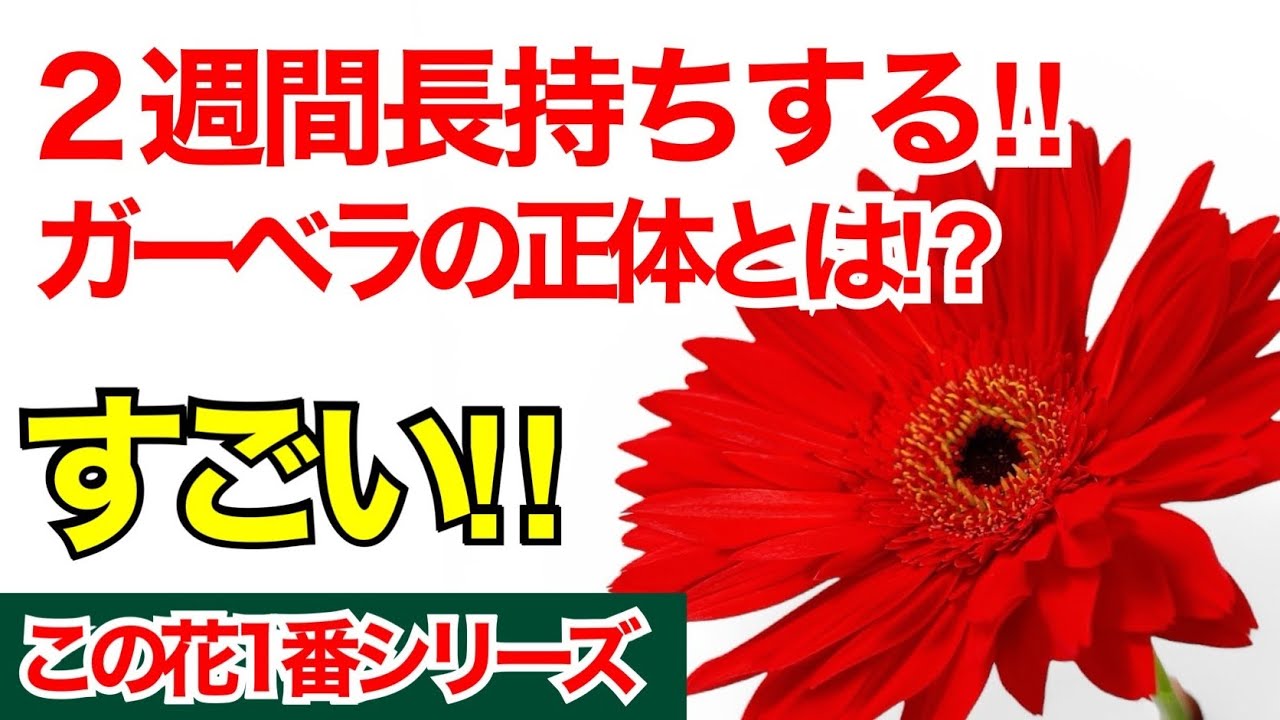 ガーベラドライフラワー❣️40本以上✨ ドライ】ガーベラ(薄ピンク) 品種おまかせ【60cm】｜Flower Smith