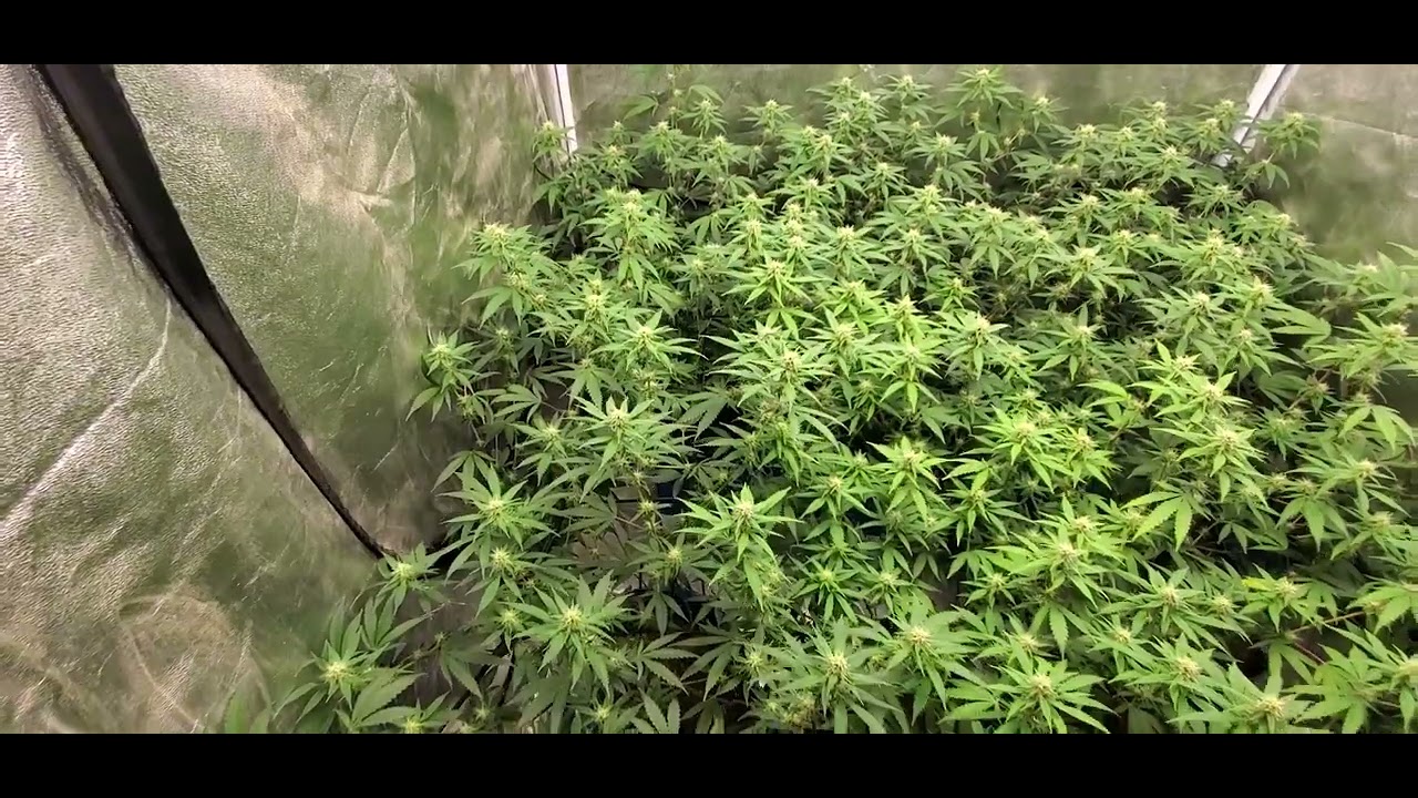 Walmart grow bags????