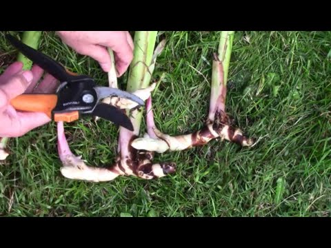 Video: Canna Lily Pest Control: Behandlung von Insekten, die Canna Lily Pflanzen angreifen