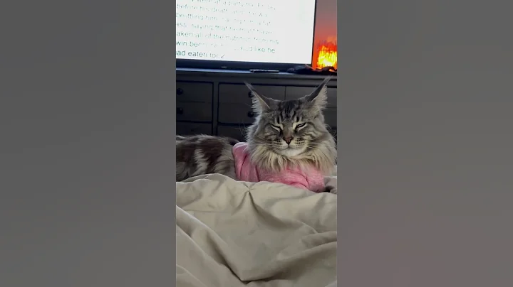 Video 8992661: mainecooncat mainecoons, mainecooncats kitten, pretty kittens, kitten happy