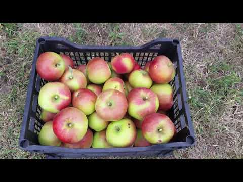 Видео: Какви са сортовете ябълки