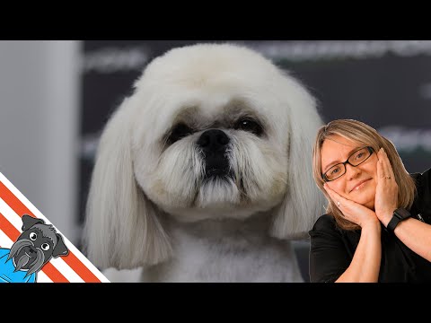 Grooming dog - Most people think it is shih tzu. But it&rsquo;s a mistake!