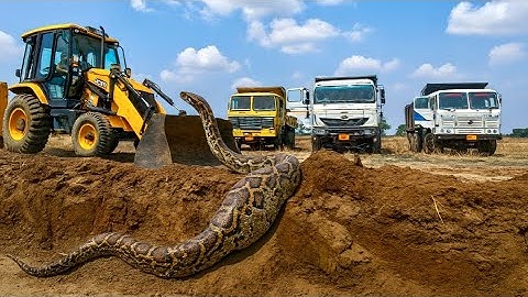 New JCB 3dx Backhoe Machine And Four Trucks Were Going To Load Soil, they found a Snake On The Road