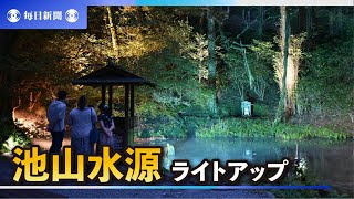 神秘的な湧き水と囲む巨木をライトアップ　熊本・産山の池山水源