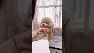 CUTE BICHON FRISE'S GIVES HILARIOUS REACTION   #dogs #pets #adorabledogs #care #shortsvideo