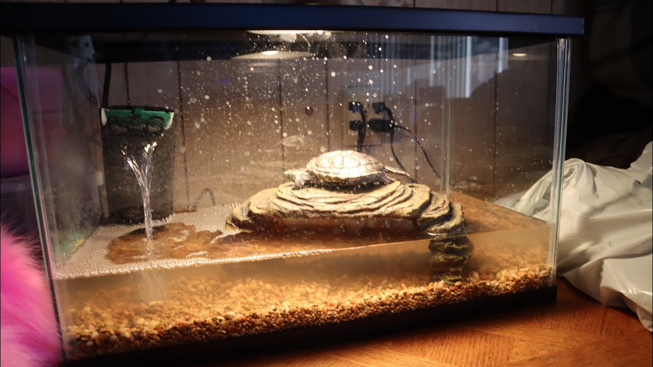 WE BOUGHT A BIGGER TURTLE TANK YouTube