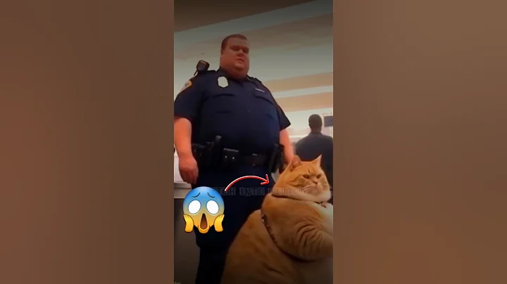 Watch the video about Funny Videos | Funny Animals | Biggest Cat | Cats Videos | #funnyvideo #shorts #short #shortvideo