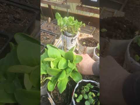 What’s Growing Now — My Current Garden Plant Tour
