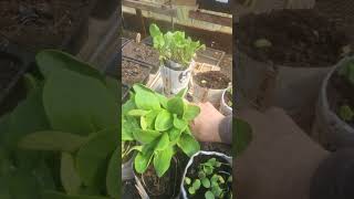What’s Growing Now — My Current Garden Plant Tour
