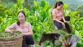 harvest green tea sell-buy cute dog_triệu mùi máy