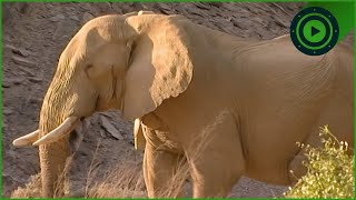 I Spent 48 Hours Tracking Namibia's RAREST Desert Elephant | Max's Big Tracks S1 Ep2