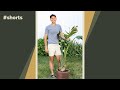 If your houseplant looks unhappy, it may need to be root pruned #shorts