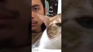 funny cute chinese  cat