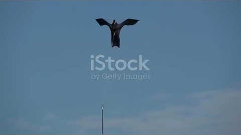 Unlocking Animal Classification: Key Concepts Explained!