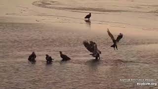 Mississippi River Flyway Cam- Many Eagles-Attempt To Eat \\