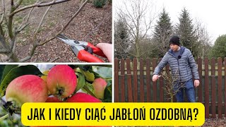 Jak i kiedy ciąć jabłonie ozodobne (co z rajską jabłonią po zimie)