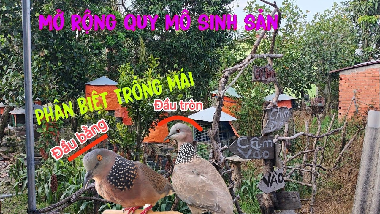 Phân biệt Chim cu gáy Trống-Mái | Mở rộng quy mô nuôi sinh sản.