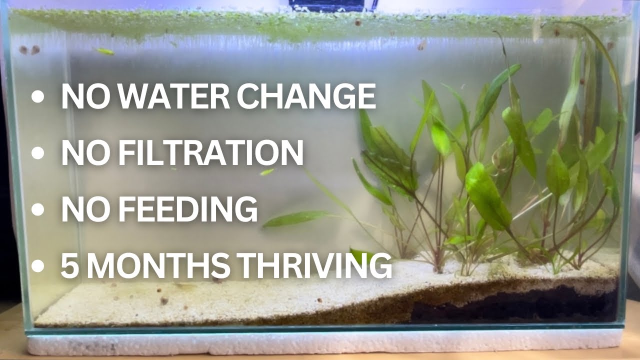 No Water Change, No Filtration, No Feeding: Natural Tank - YouTube