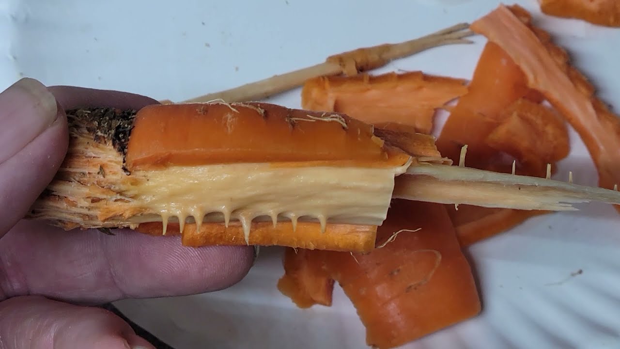 Do carrots have Too Much fiber? YouTube