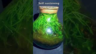 Self Sustaining Ecosystem
