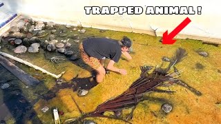 WHATS LIVING IN THE ABANDONED POOL ?! WE PULLED IT OUT !