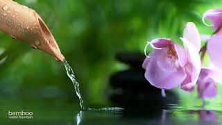 Bamboo Water Fountain Healing 247 自然の音とともに音楽をリラックス バンブーウォーターファウンテン 【癒し音楽BGM】