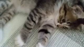 Lince & Yasminlince The Cat