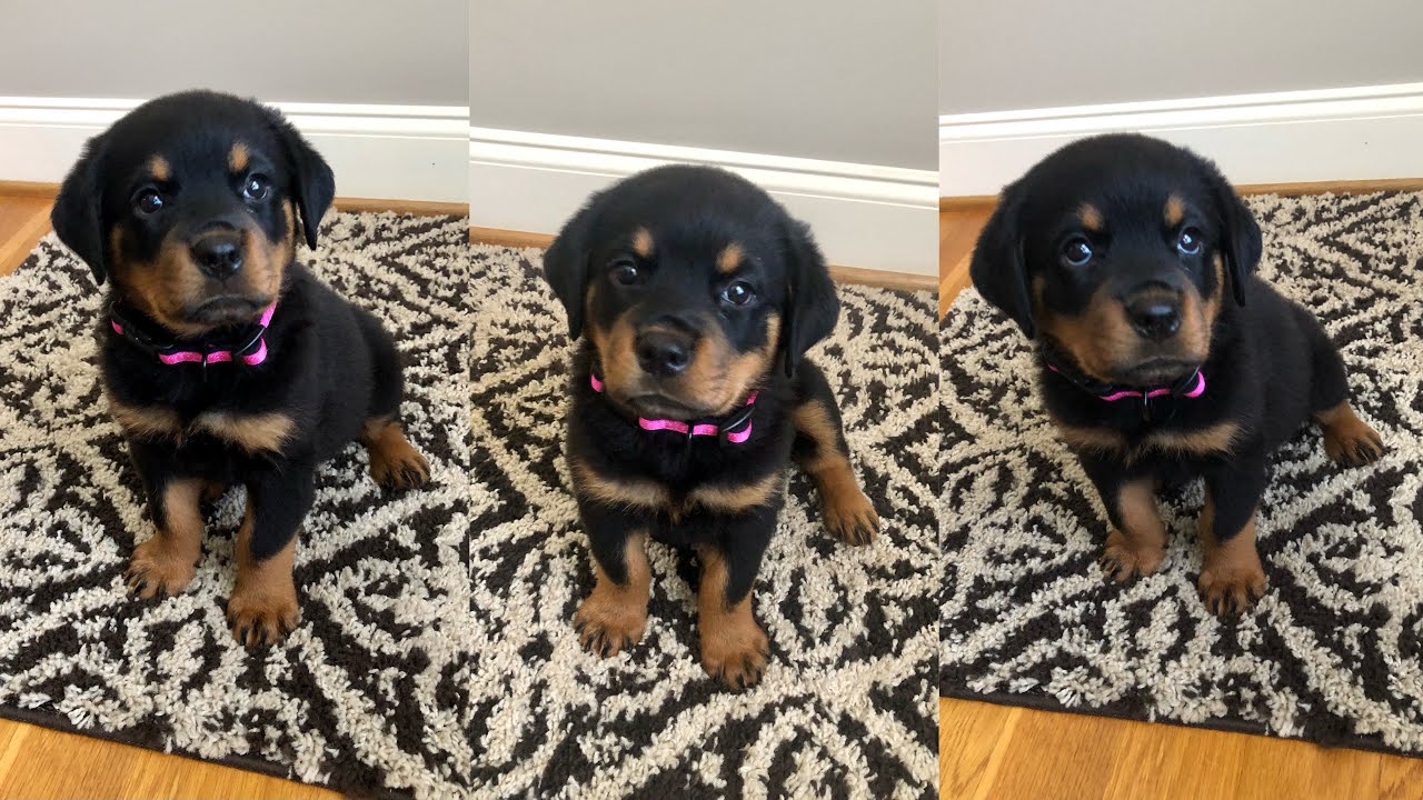 A MUST HAVE! | The Best Interactive Feeder | 7 week old Rottweiler ...