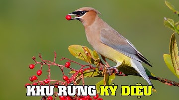 Sự Kỳ Diệu Của Khu Rừng | Khám Phá Thế Giới Động Vật Hoang Dã