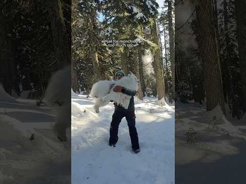 The best day for a little polar bear, he even left with some souvenirs ￼￼🐻‍❄️❄️#snowday #cascades