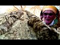      عياش أممي علي الخنشلي
