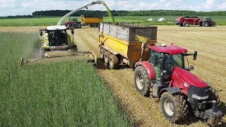 ENSILAGE SEIGLE 2024 ! COUPE DIRECT ! ÉPANDAGE JUSTE DERRIÈRE L'ENSILEUSE/DUO CASE IH/TRIOS MASSEY !