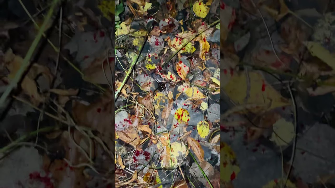 GRAPHIC: Swhacker 150 Grain Crossbow blood trail!
