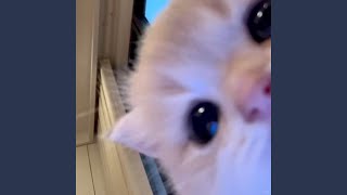 shape of you (instrumental)