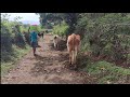 Beautiful Warm Sunny 🌞 Day In our Village!! How we're starting 2026 with Cow Herding