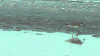 Plover, Greater Sand - Charadrius leschenaultii - breeding