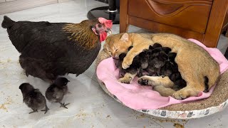 The hen was surprised!Kittens know how to take care of chicks better than hens.Cute andinteresting🤗