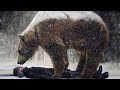 ПОЧЕМУ МЕДВЕДИ ЗИМОЙ ВПАДАЮТ В СПЯЧКУ? WHY DO BEARS IN WINTER FALL IN HIBERNATION?