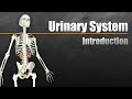 The Urinary System In 7 Minutes