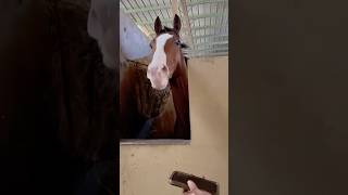 The horse taps its hooves in time with the music #pet #horse #funny #funnyvideo