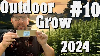 Cannabisanbau Outdoor Grow 2024: Autoflower & Regular Update, Nützlinge | EP 10